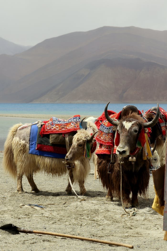 services-img Beautifully adorned yaks along the tranquil shores of Pangong Lake in Leh, surrounded by mountains.